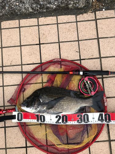 チヌの釣果