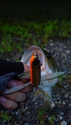 ラージマウスバスの釣果