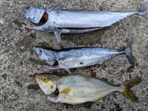 マルソウダの釣果