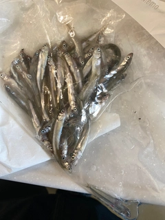 チアユの釣果