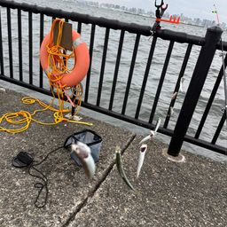 カタクチイワシ