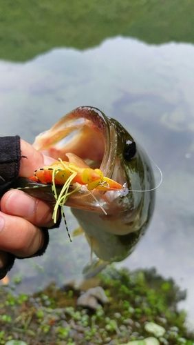 ラージマウスバスの釣果