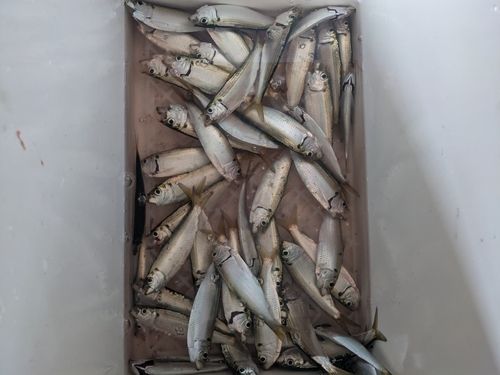 サッパの釣果
