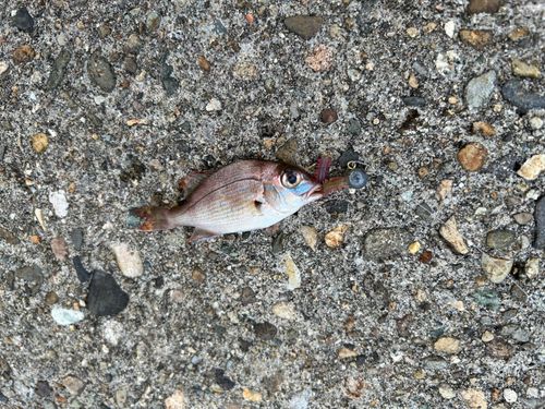 マダイの釣果