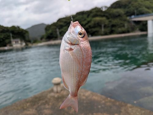 タイの釣果