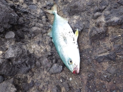 ワカシの釣果