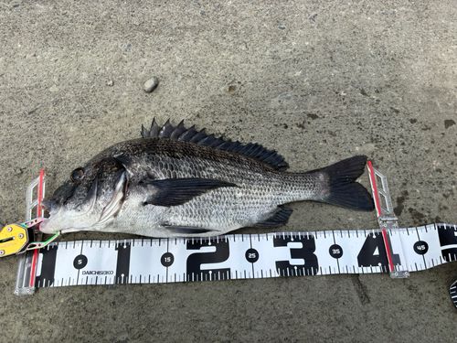 クロダイの釣果