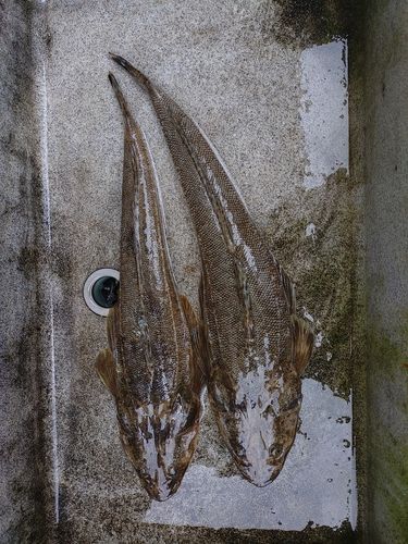 マゴチの釣果