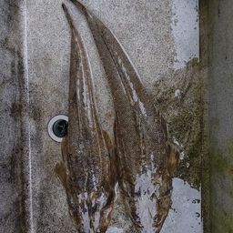 マゴチ