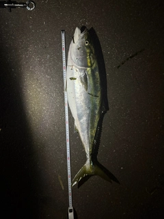 ブリの釣果