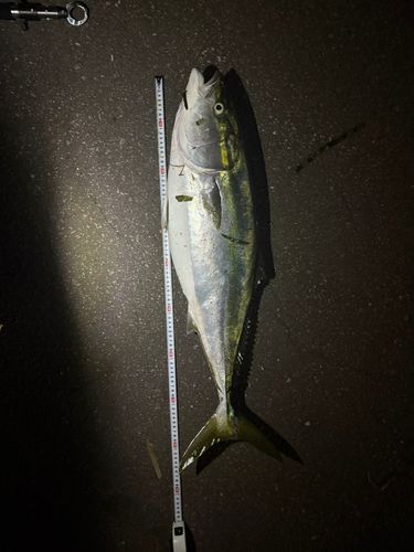 ブリの釣果