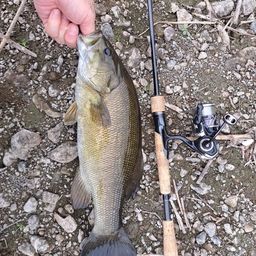 スモールマウスバス