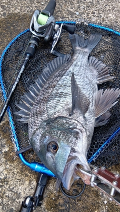 クロダイの釣果