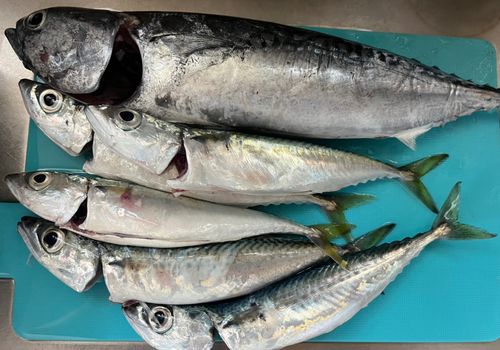 カツオの釣果