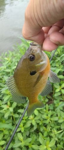 ブルーギルの釣果