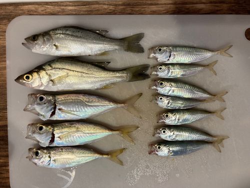 アジの釣果