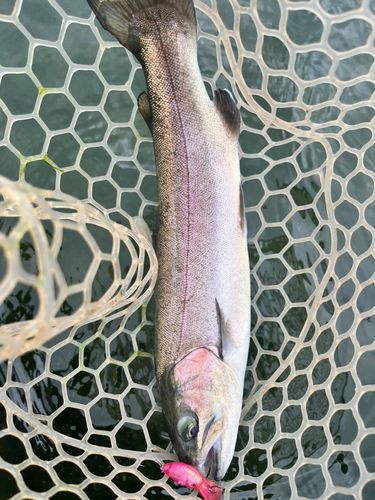 ニジマスの釣果