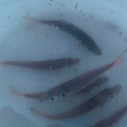 アジ