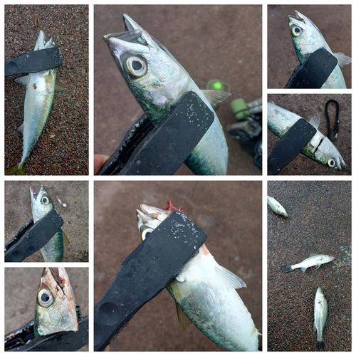 サバの釣果