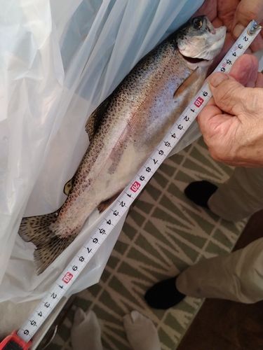 ニジマスの釣果