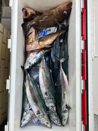 ハガツオの釣果