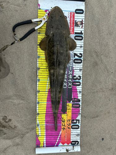 マゴチの釣果