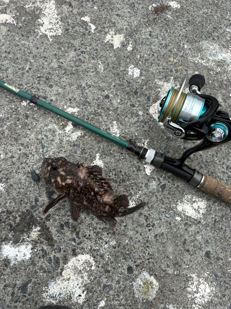 オウゴンムラソイ