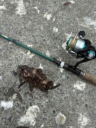 オウゴンムラソイの釣果