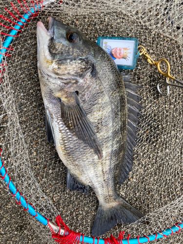 チヌの釣果