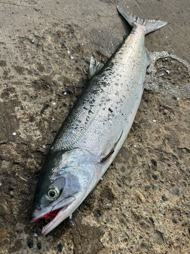 アキアジの釣果