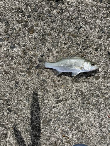 セイゴ（マルスズキ）の釣果