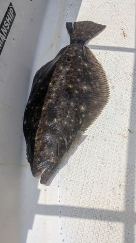 ヒラメの釣果