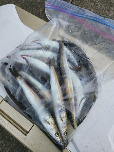 カマスの釣果
