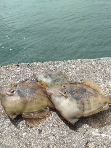カワハギの釣果