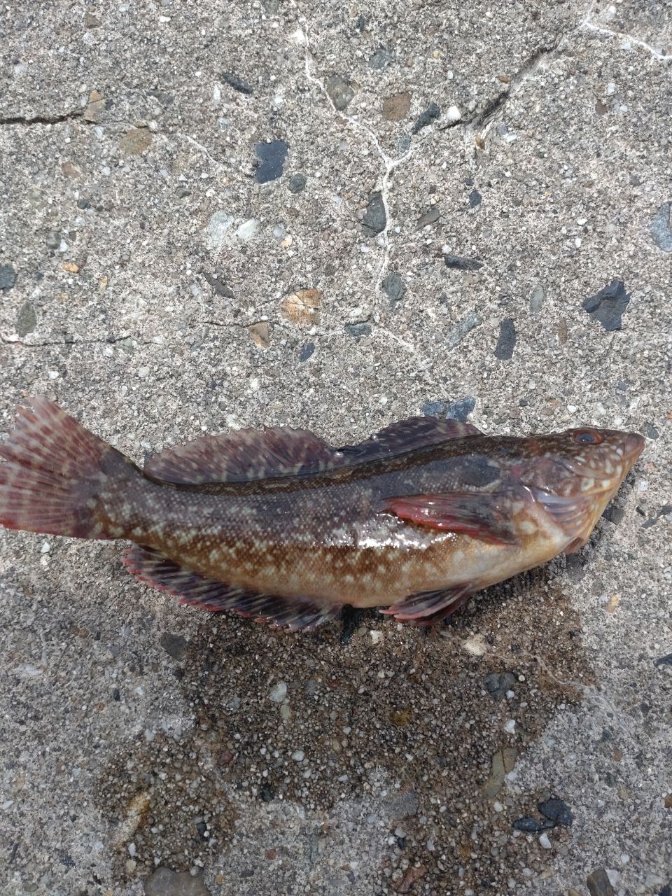 カワハギ