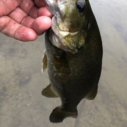 スモールマウスバス