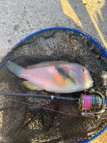 イラの釣果