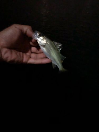 セイゴ（マルスズキ）の釣果