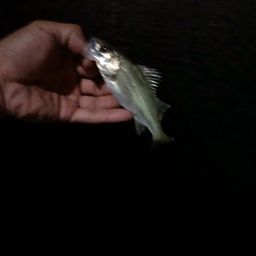 セイゴ（マルスズキ）