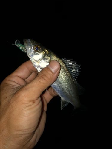 セイゴ（マルスズキ）の釣果