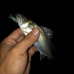 セイゴ（マルスズキ）