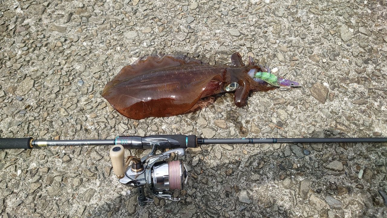アオリイカ
