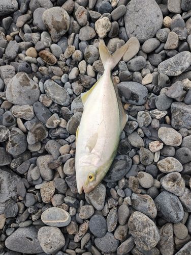 カンパチの釣果