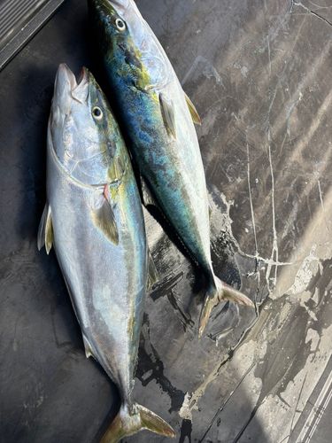 ブリの釣果