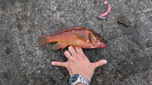 アカハタの釣果