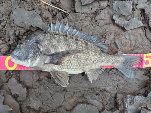 チヌの釣果