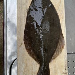 ヒラメ
