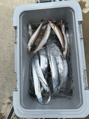 タチウオの釣果