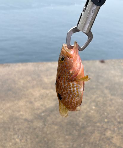 キジハタの釣果