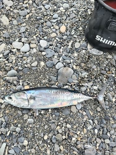 マルソウダの釣果